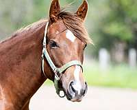snaffle-filly
