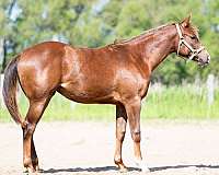 star-strip-right-fore-sock-horse