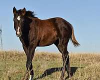 all-around-quarter-horse