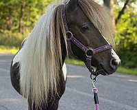 miniature-horse