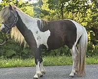 miniature-stallion