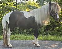 miniature-horse-for-sale