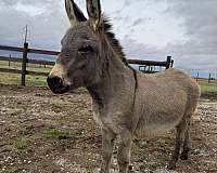 grey-beginner-companion-donkey
