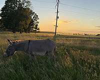 companion-trained-donkey