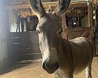 companion-trained-miniature-donkey