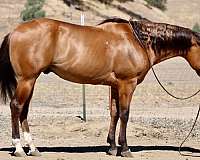 athletic-quarter-horse