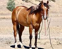 beginner-quarter-horse