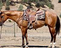 calf-roping-quarter-horse