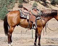 endurance-quarter-horse