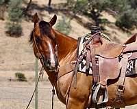 experienced-quarter-horse