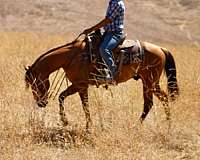 flashy-quarter-horse
