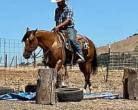 husband-safe-quarter-horse
