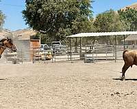 kid-safe-quarter-horse