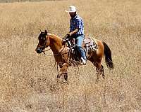 pack-quarter-horse