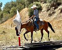 parade-quarter-horse