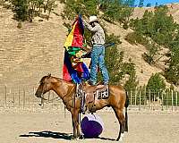 performance-quarter-horse