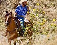 playday-quarter-horse
