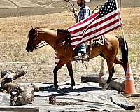ranch-quarter-horse