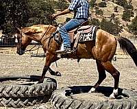 ranch-versatility-quarter-horse