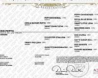 quarter-horse-gelding