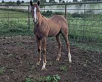 quarter-horse-for-sale
