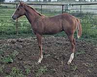 quarter-horse