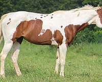 athletic-paint-horse