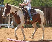 endurance-paint-horse