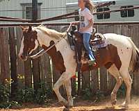 experienced-paint-horse