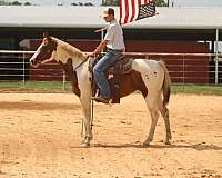 flashy-paint-horse