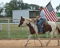 parade-paint-horse
