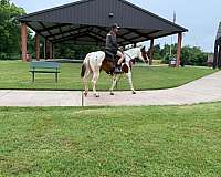 playday-paint-horse
