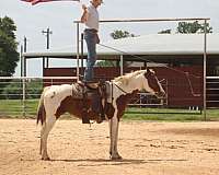 ranch-paint-horse