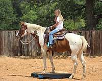 ranch-versatility-paint-horse