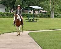 ranch-work-paint-horse