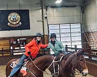 experienced-mule