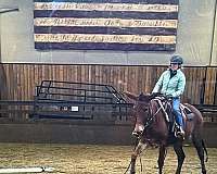 flashy-mule