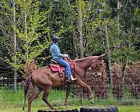 husband-safe-mule