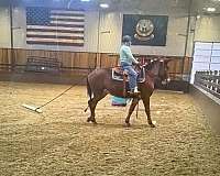 pack-mule