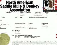parade-mule