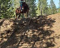 ridden-western-mule