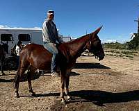 trail-mule