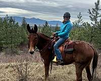 trail-riding-mule