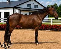 black-athletic-horse