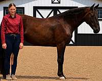 black-beginner-horse