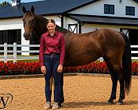 black-driving-horse