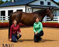 black-endurance-horse