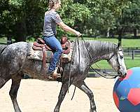bombproof-friesian-horse
