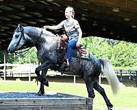 western-friesian-horse