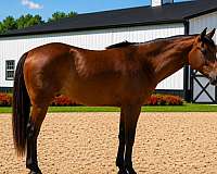 athletic-quarter-horse